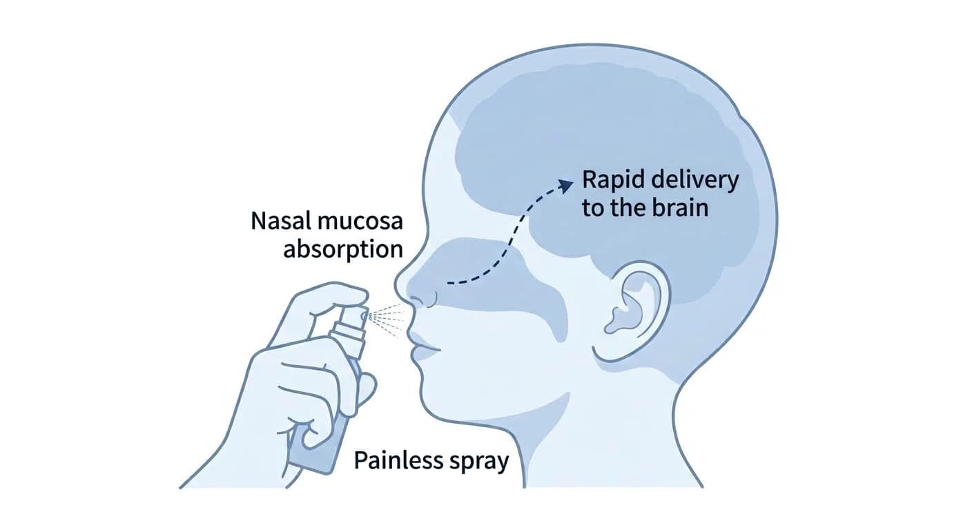 A diagram showing intranasal sedation sprayed into the nose being rapidly absorbed through the nasal mucosa and delivered to the brain