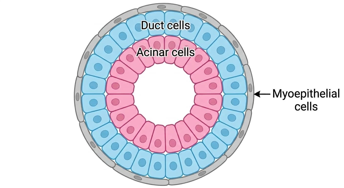Cross-section of a salivary gland organoid, showing saliva-producing acinar cells surrounded by duct cells, with myoepithelial cells forming the outermost layer