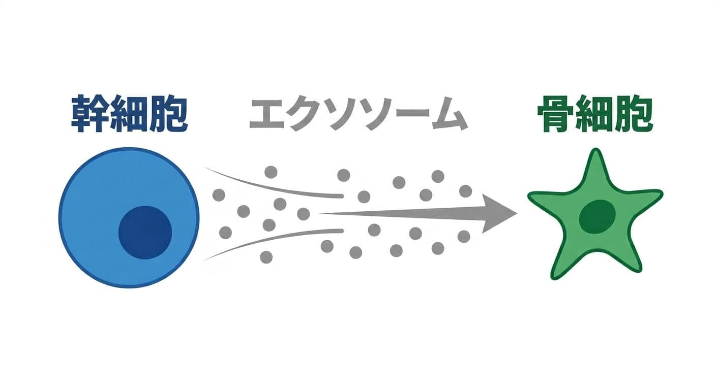 幹細胞から出た小さな信号袋エクソソームが骨細胞へ移動して信号を伝える過程を示す図