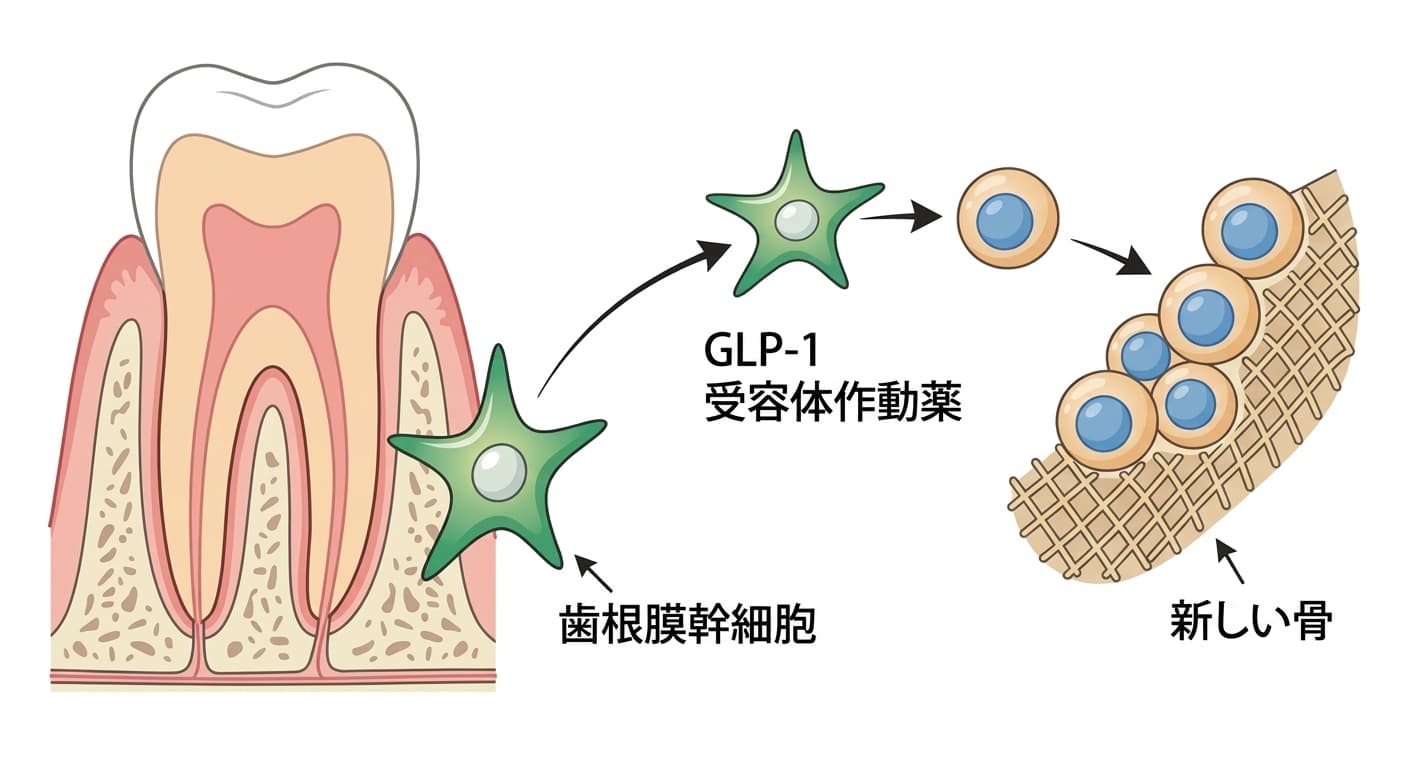 歯根膜幹細胞がGLP-1受容体作動薬の作用によって骨を作る細胞へ分化し、新しい骨組織を形成する過程