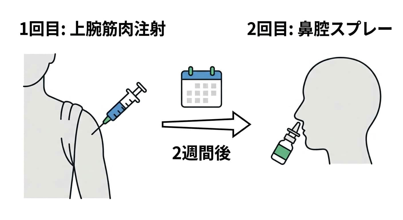 腕の筋肉に先にワクチンを注射し、2週間後に鼻へスプレー液を噴霧する2段階接種方式を示した図。