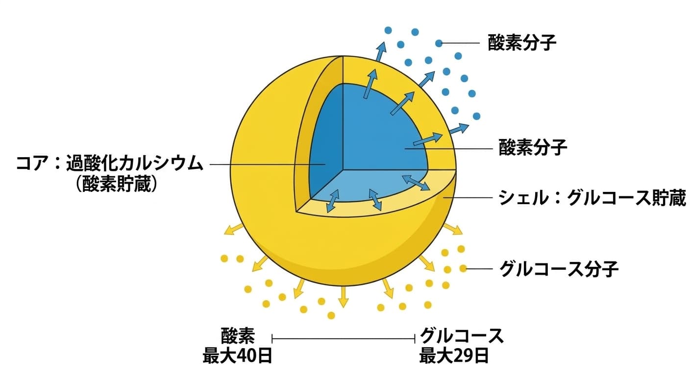 酸素を貯蔵するコアとグルコースを貯蔵するシェルからなる球状放出材料の断面と、各物質が放出される期間を示した模式図