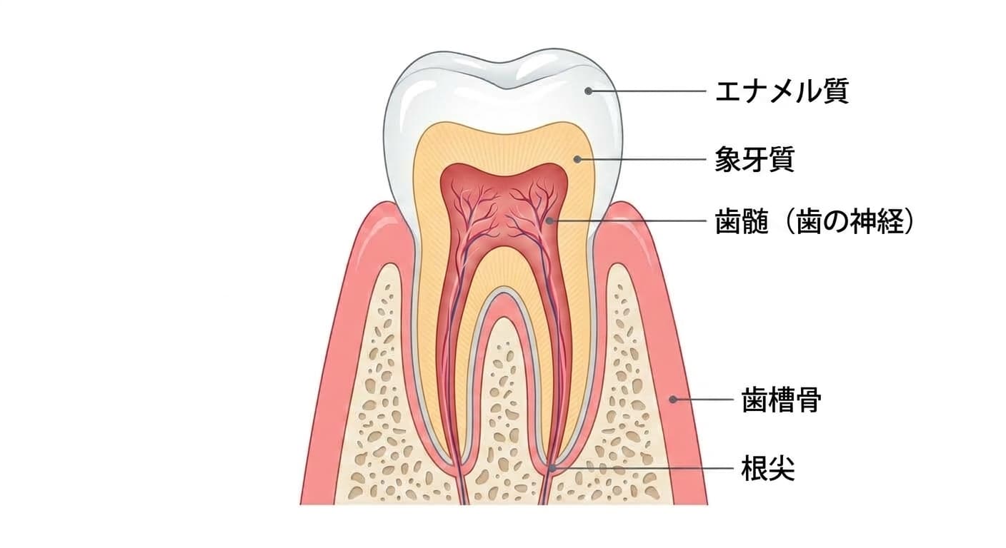 歯の断面図。外側から順にエナメル質、象牙質、歯髄(歯の神経)、根尖、歯槽骨の構造が示されている