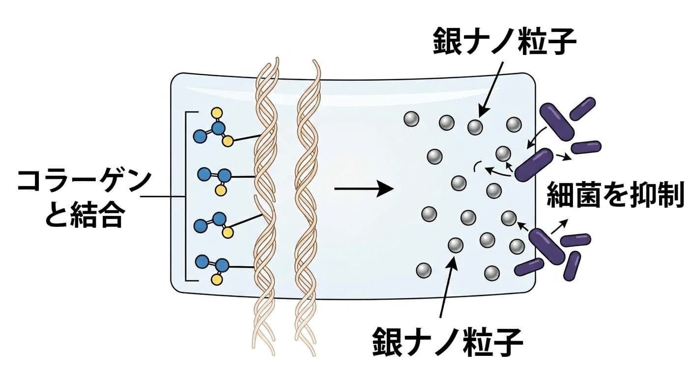 新しい接着剤の作用機序を示す概念図。左は成分がコラーゲンと化学結合する様子、右は銀ナノ粒子が細菌を抑制する様子を示す