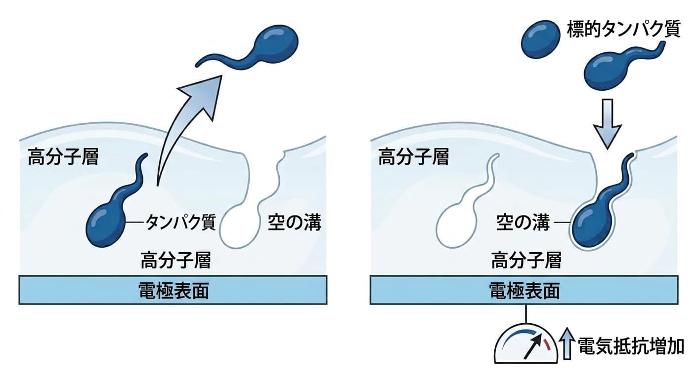 電極上の高分子層から標的タンパク質が抜け出て空の溝が残り、同じタンパク質が再び入り込んで結合すると電気抵抗が大きくなる過程