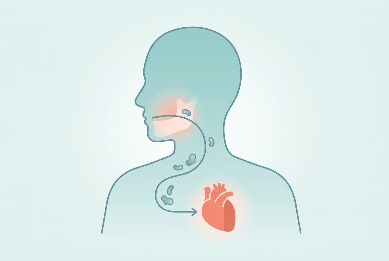 Periodontitis: Gum Bacteria That Invaded the Heart Worsened Heart Attacks
