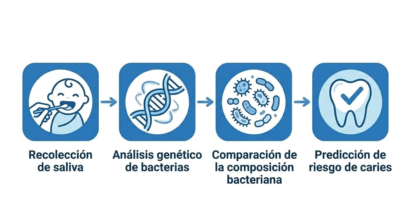 Flujo de iconos que muestra el proceso desde la recolección de saliva del bebé, pasando por el análisis genético de bacterias y la comparación de la composición bacteriana, hasta la predicción del riesgo de caries