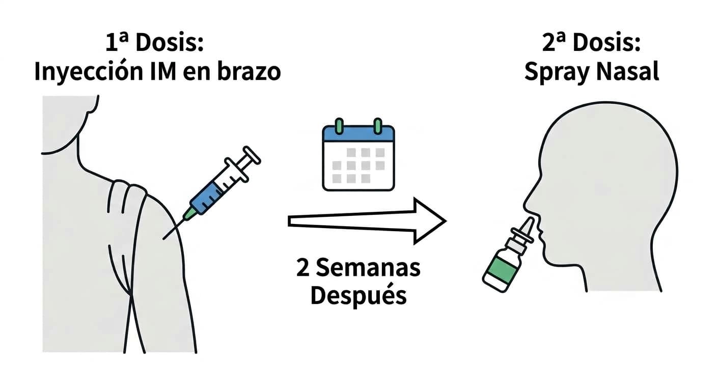 Ilustración del esquema de vacunación en dos etapas: primero una inyección en el músculo del brazo y, dos semanas después, un spray nasal.