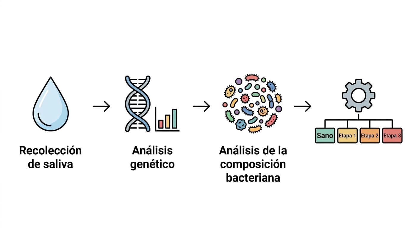 Diagrama de flujo que muestra el proceso desde la recolección de saliva, pasando por el análisis genético y el análisis de la composición bacteriana, hasta la clasificación en sana, etapa 1, etapa 2 y etapa 3.