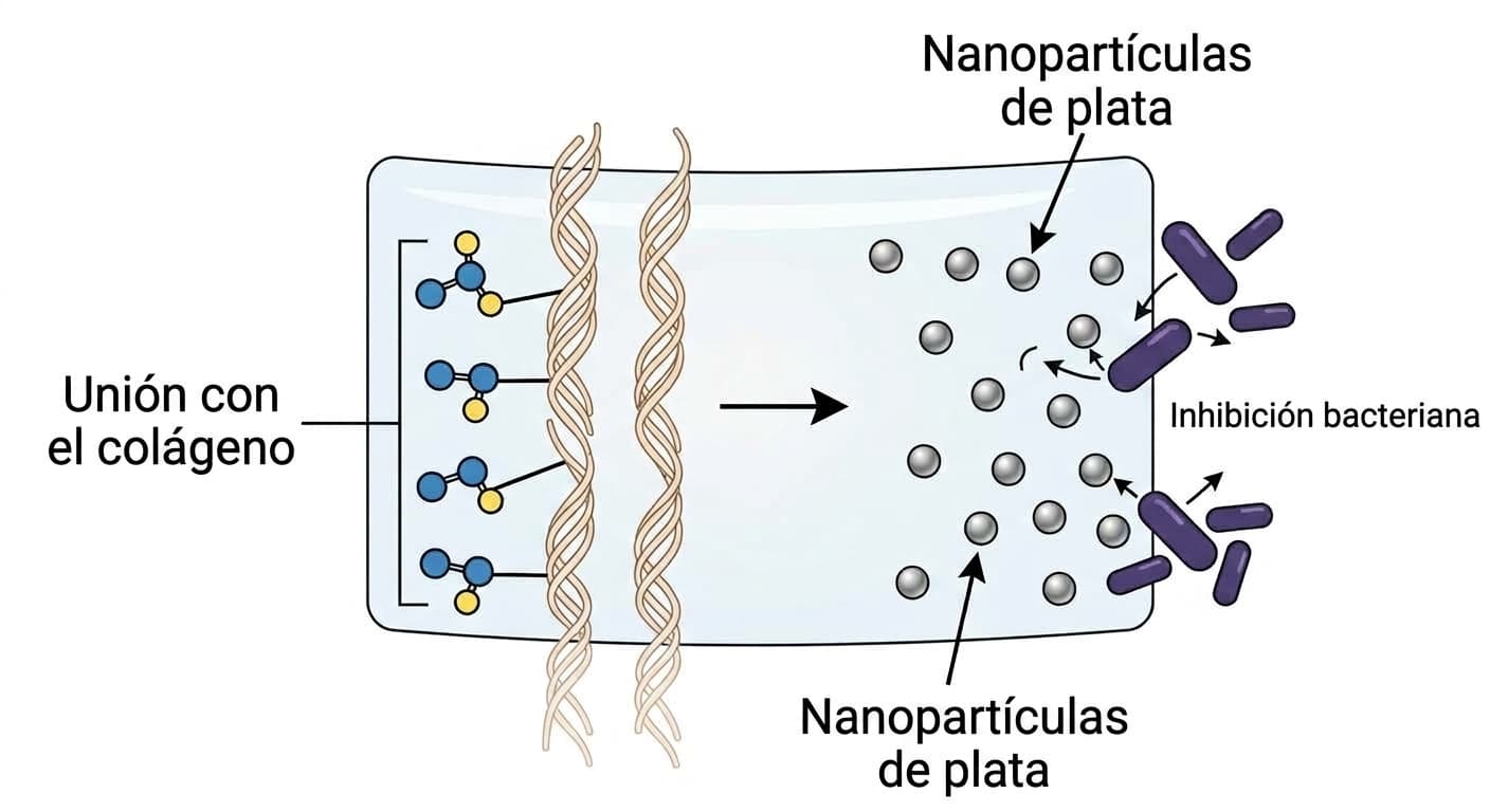 Ilustración conceptual del mecanismo de acción del nuevo adhesivo. A la izquierda, el componente se une químicamente al colágeno; a la derecha, las nanopartículas de plata inhiben las bacterias.