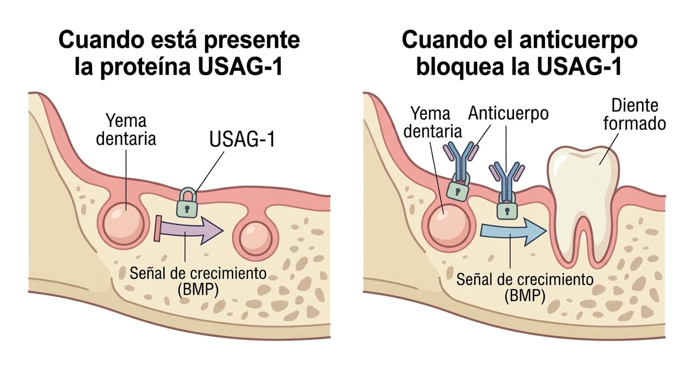 Ilustración que compara el mecanismo por el cual la proteína USAG-1 bloquea la señal de crecimiento de la yema dentaria con el proceso en que el anticuerpo la neutraliza y la yema vuelve a crecer