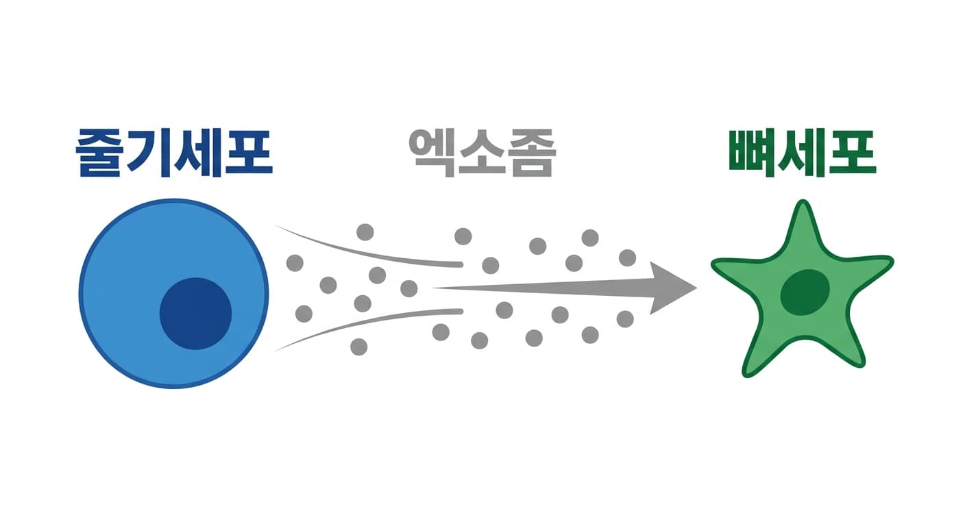 줄기세포에서 나온 작은 신호주머니 엑소좀이 뼈세포로 이동해 신호를 전달하는 과정을 보여주는 도식