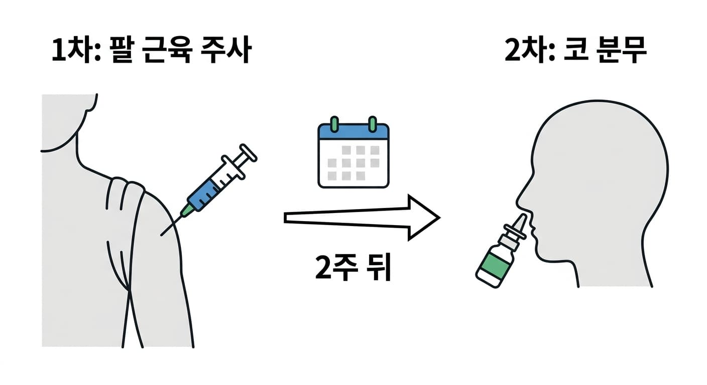 팔 근육에 먼저 백신을 주사하고 2주 뒤 코에 분무액을 뿌리는 2단계 접종 방식을 나타낸 그림.