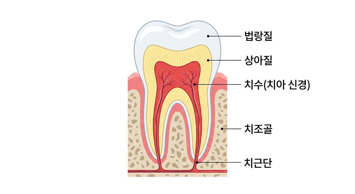 치아 단면도. 바깥쪽부터 법랑질, 상아질, 치수(치아 신경), 치근단, 치조골 순서로 구조가 표시되어 있다