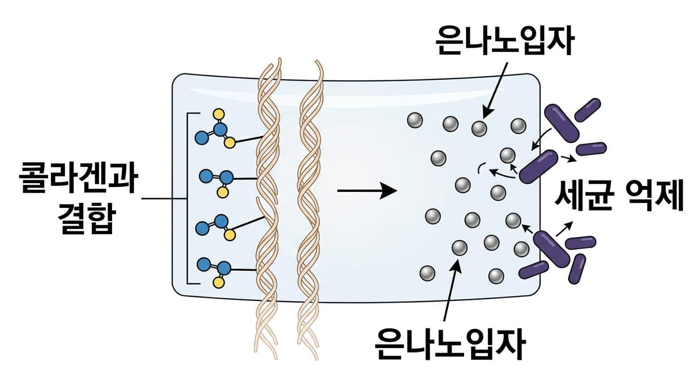 새 접착제의 작용 방식을 보여주는 개념도. 왼쪽은 성분이 콜라겐과 화학결합하는 모습, 오른쪽은 은나노입자가 세균을 억제하는 모습을 나타낸다