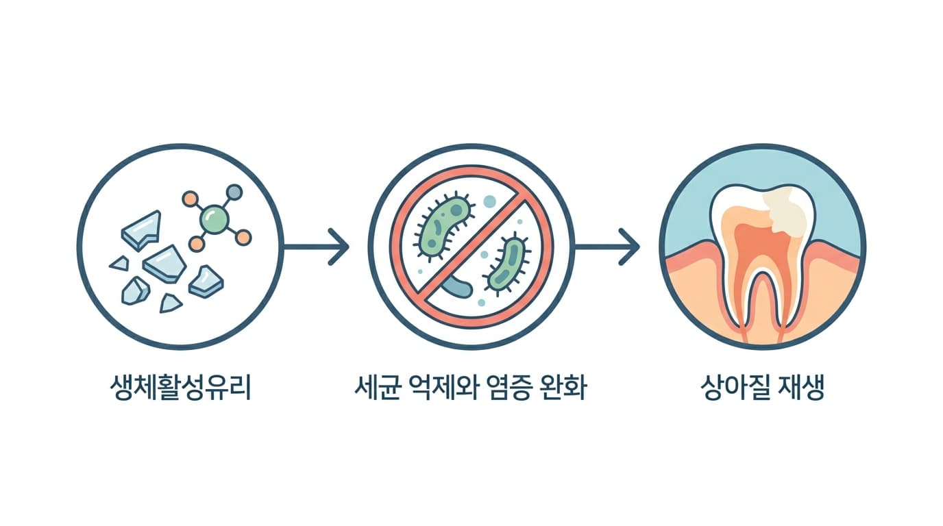 생체활성유리에서 이온이 방출돼 세균 억제와 염증 완화를 거쳐 상아질 재생으로 이어지는 세 단계를 나타낸 순서도