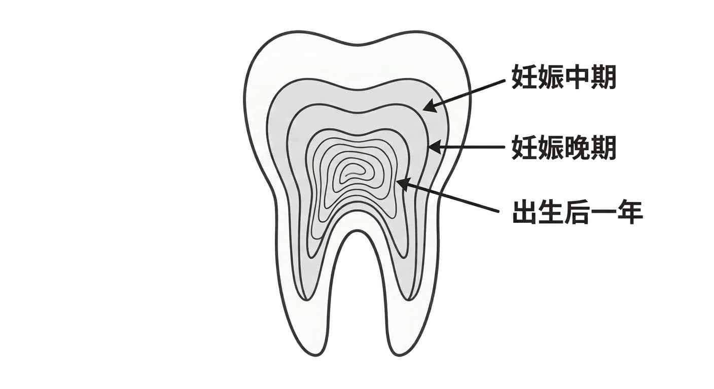 示意图:按胎儿期到出生后一年各生长阶段分层的乳牙剖面